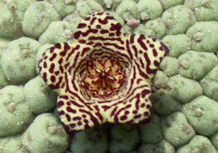 Trichocaulon detail - květ